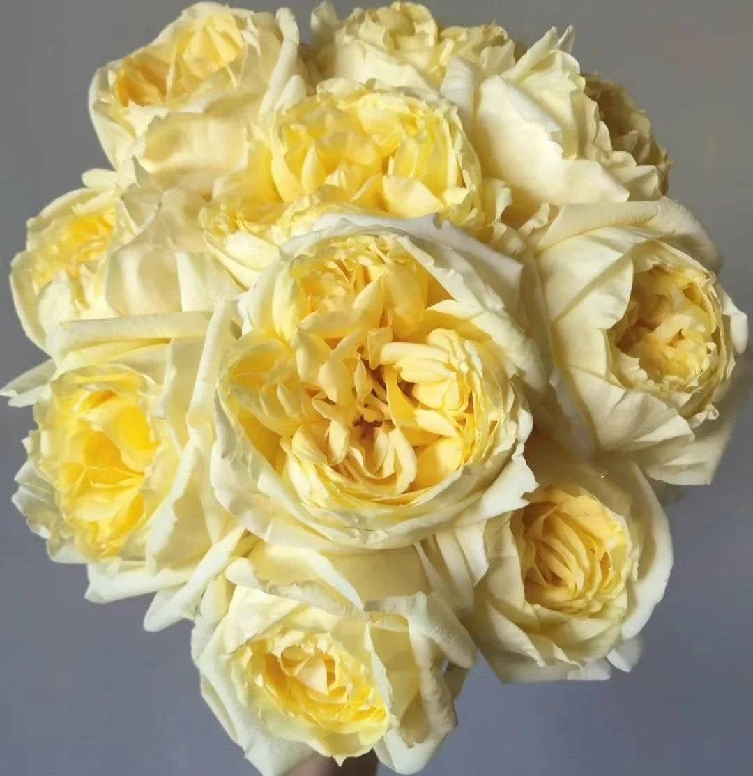伊芙金伯爵