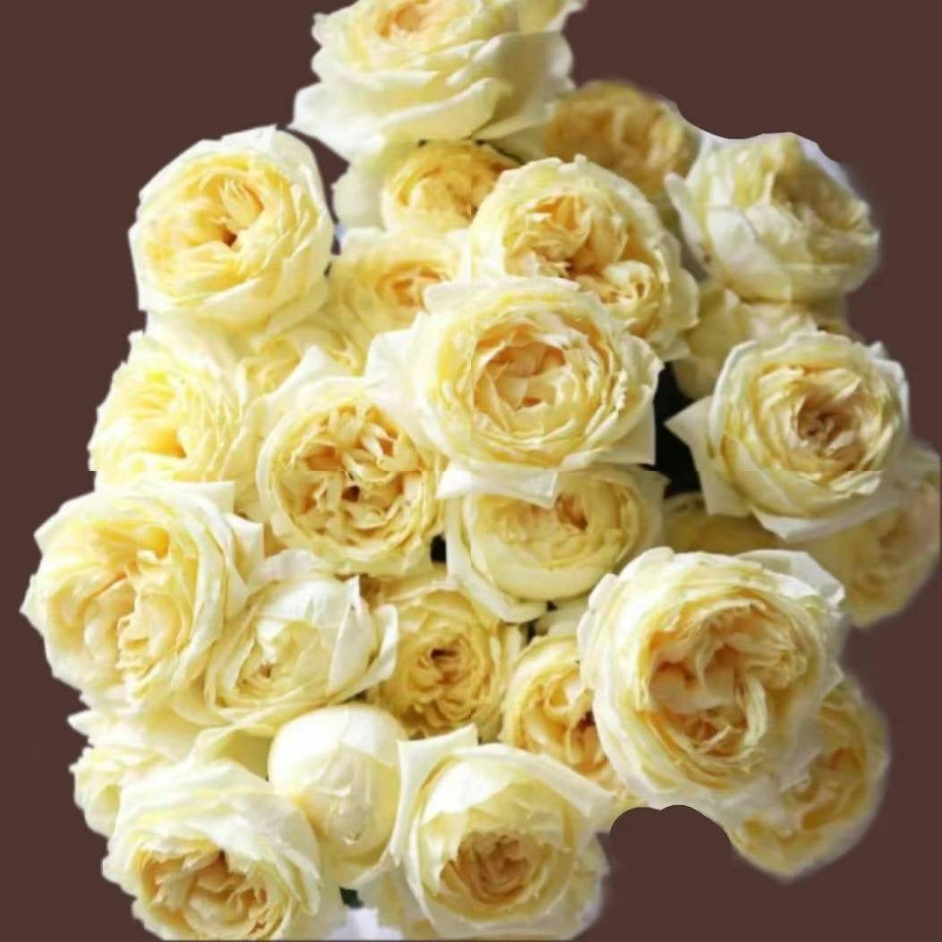 伊芙金伯爵