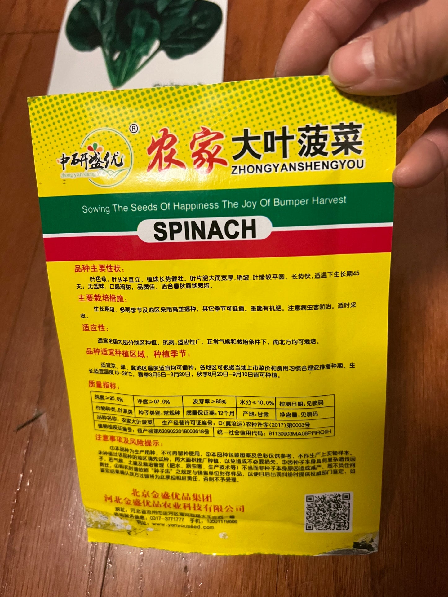 四季菠菜,50天收成,春夏秋都可以播种