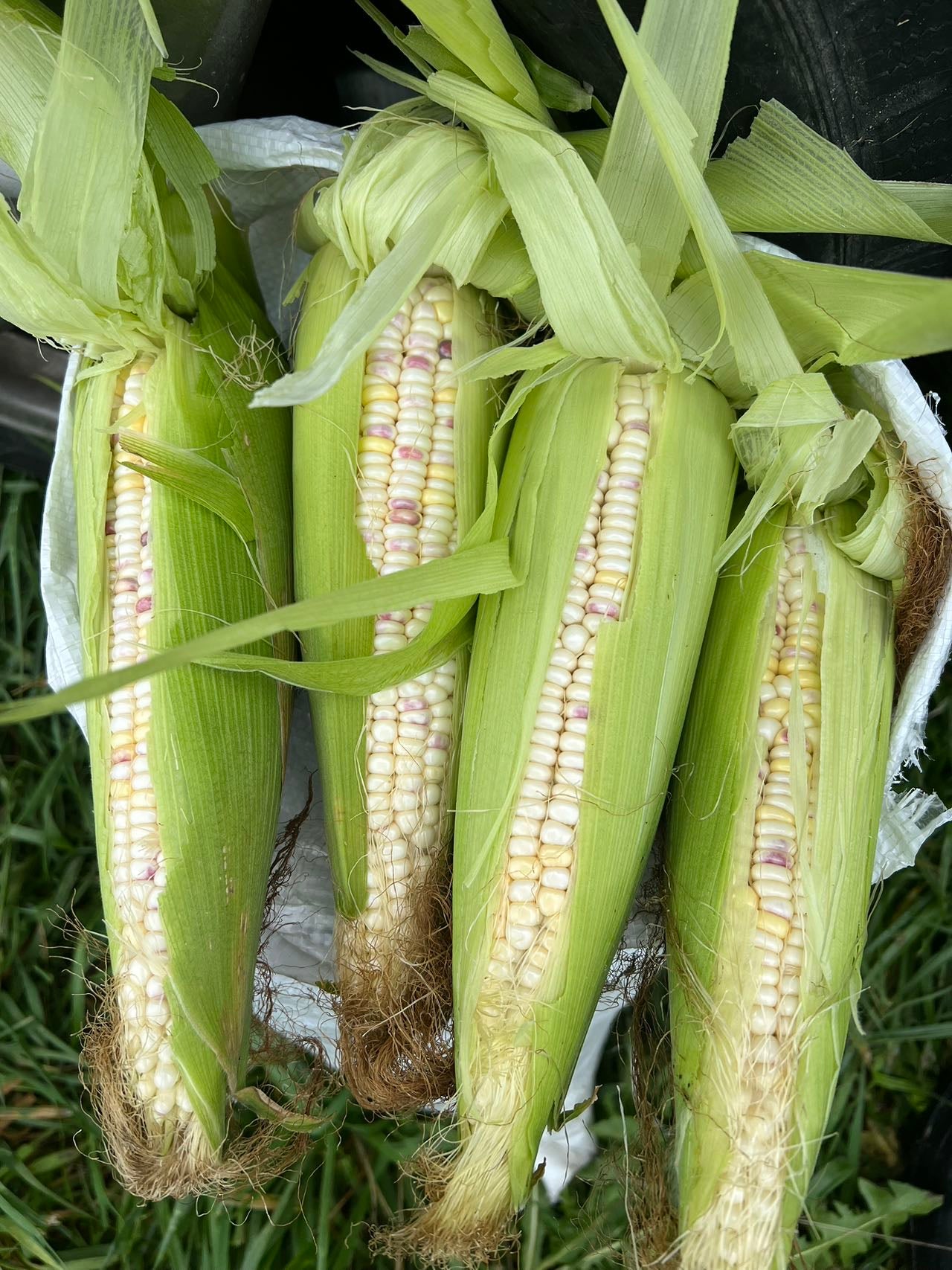 紫糯玉米40克,初夏初秋