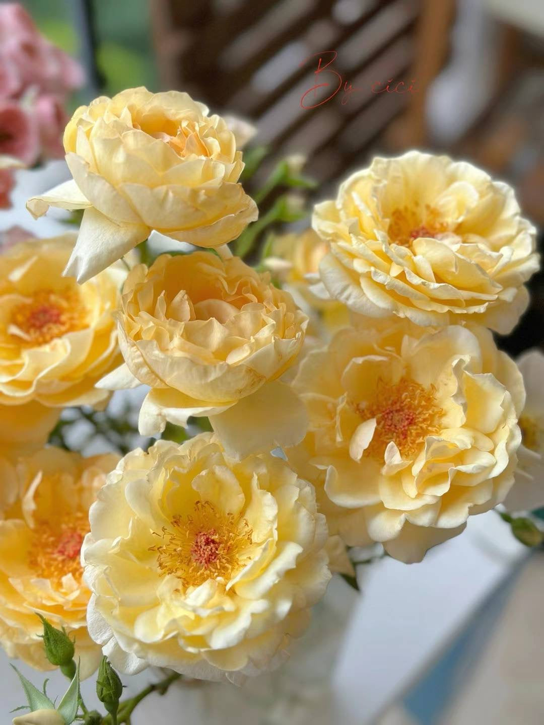 伊芙金伯爵