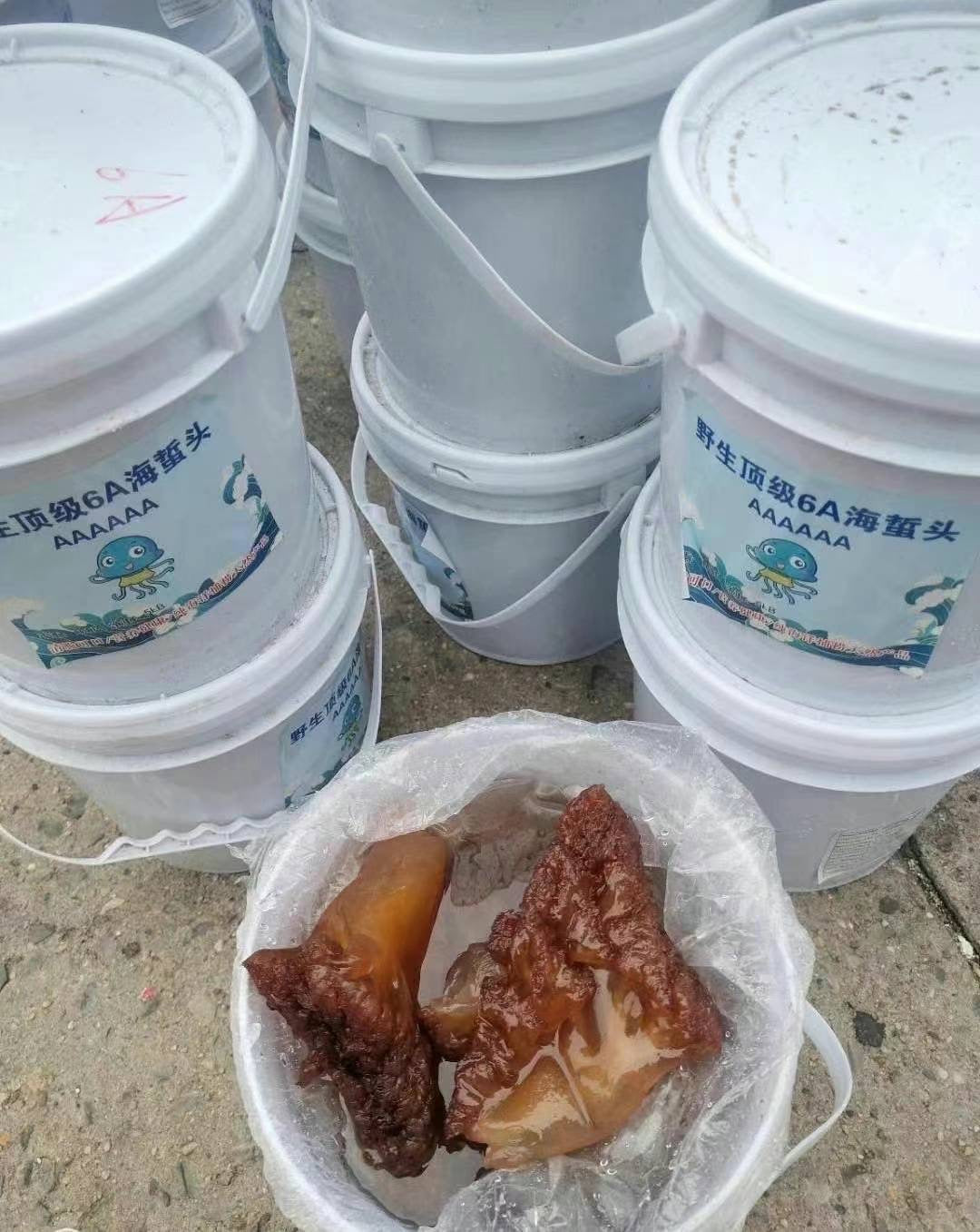 海蜇头,20磅
