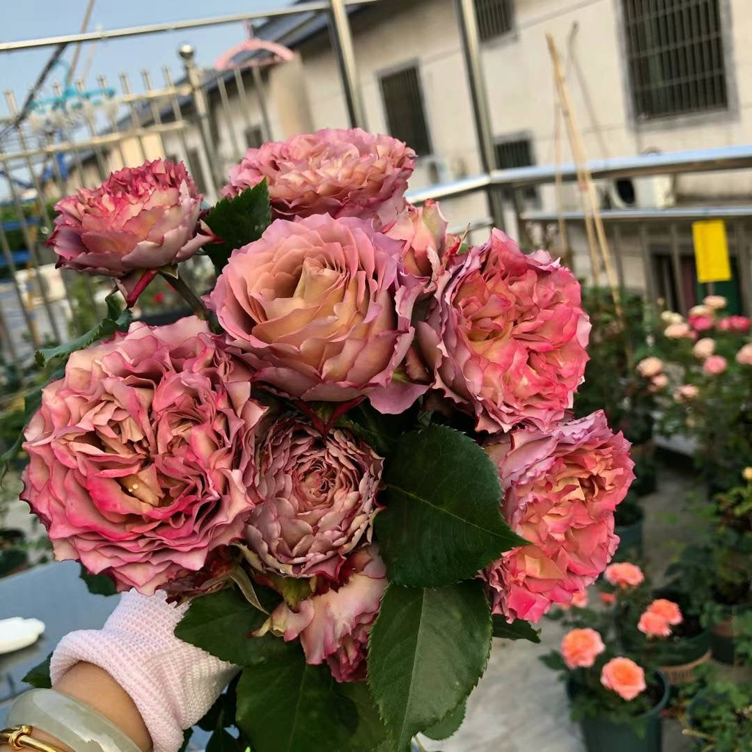 英伦节拍/ 清茶 - 🇯🇵今井清的~