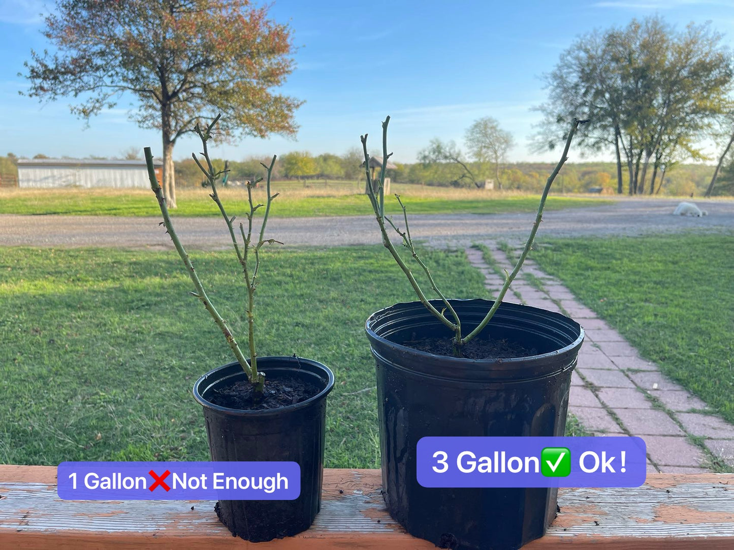 乐天派,爬藤🌹