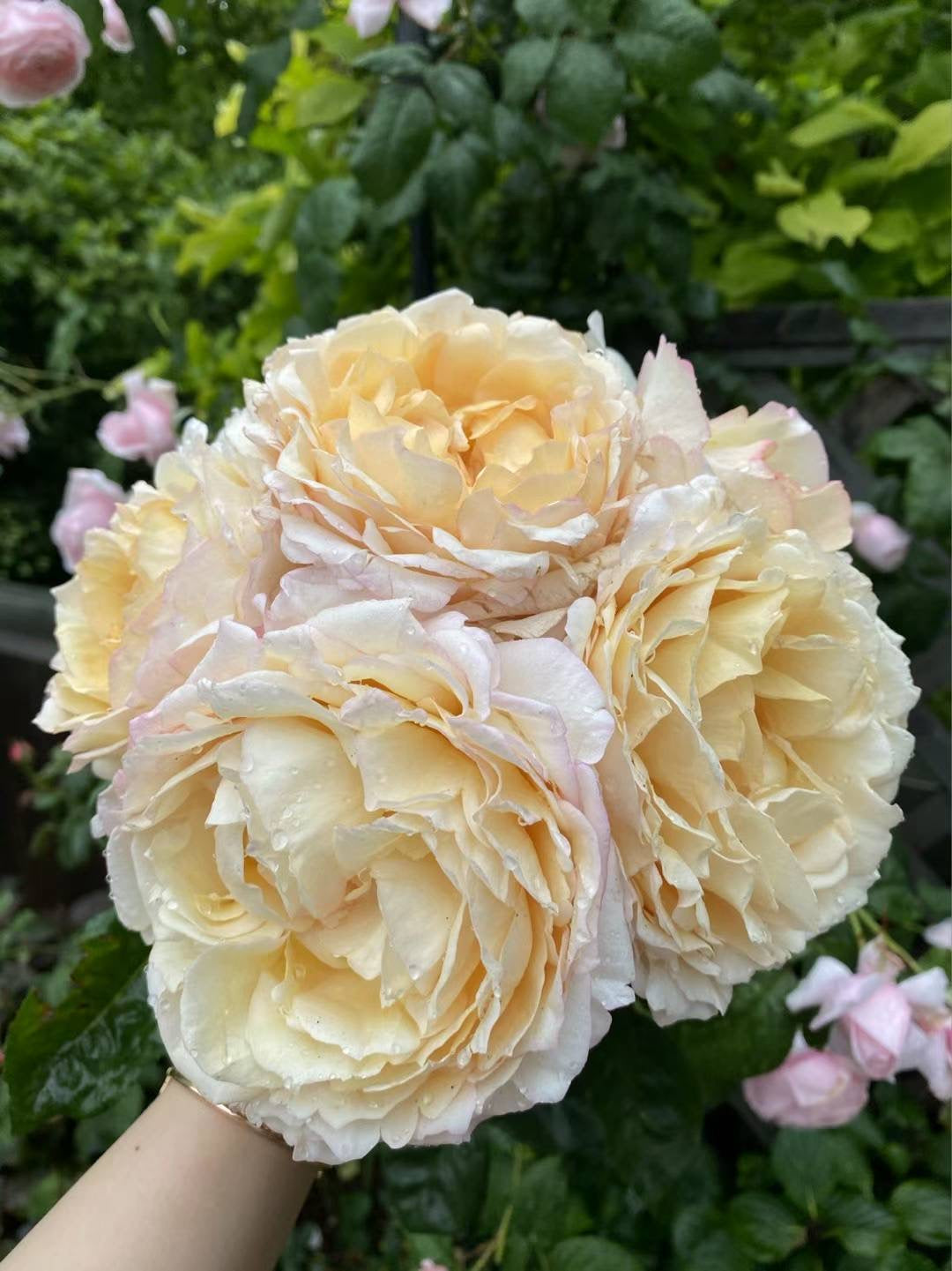 伊芙金伯爵