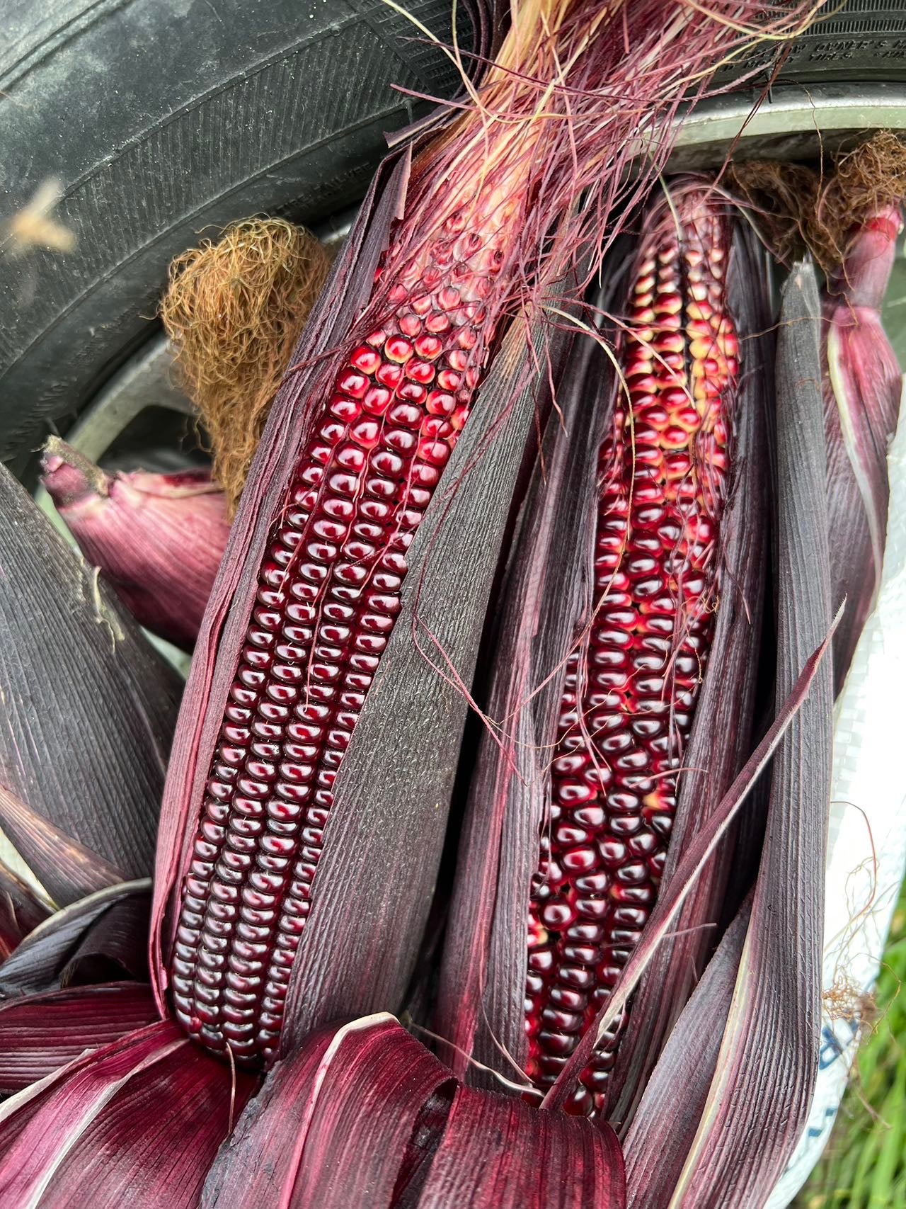 黑玉糯玉米40克,春秋播种,90天收成