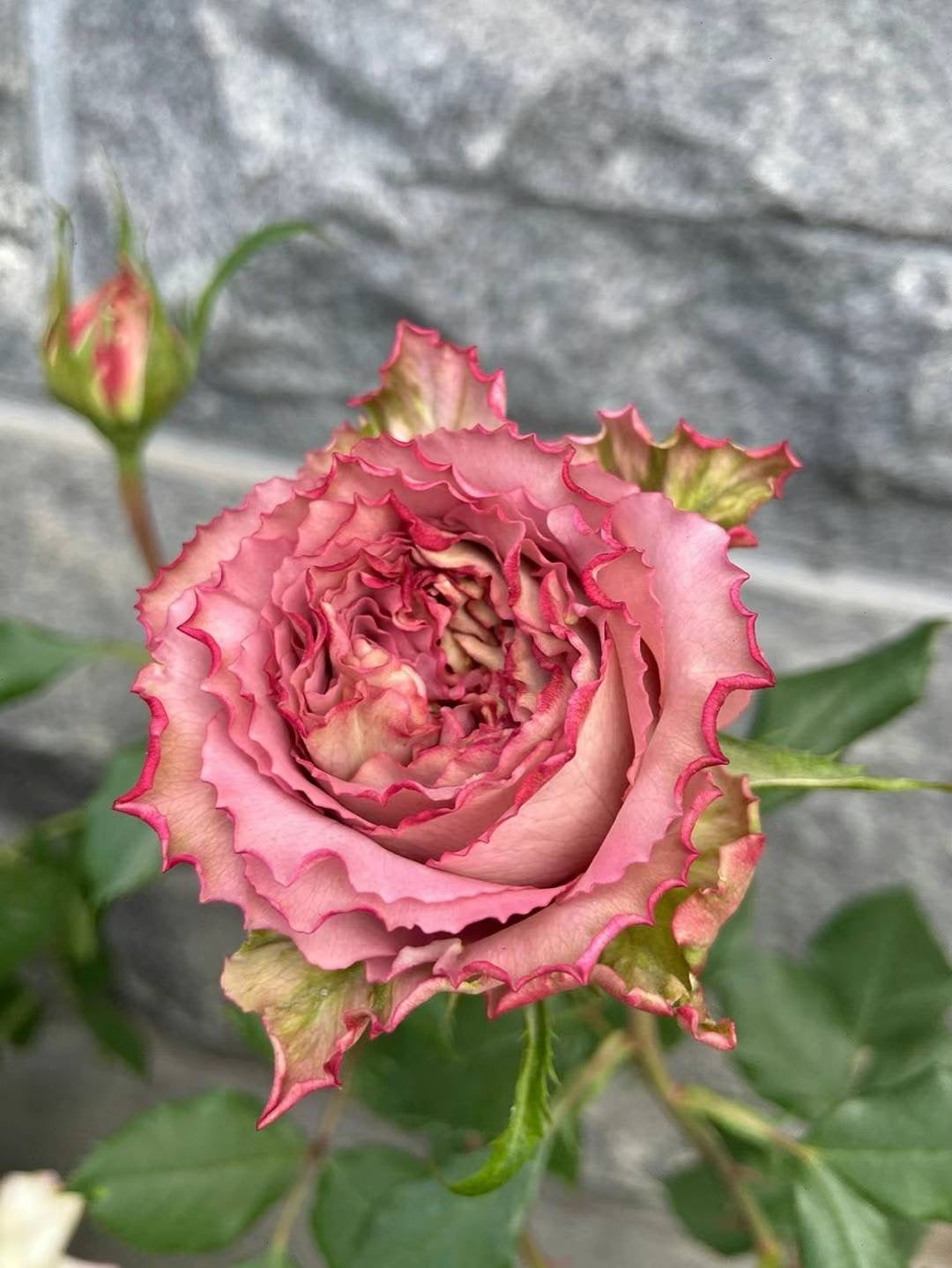 英伦节拍/ 清茶 - 🇯🇵今井清的~