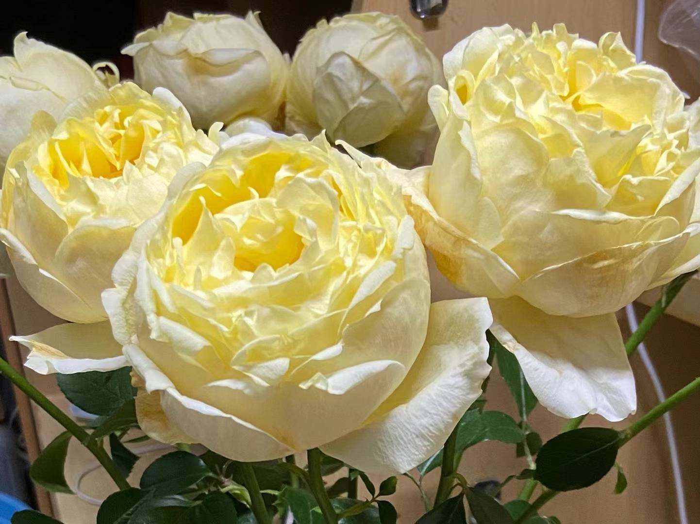 伊芙金伯爵