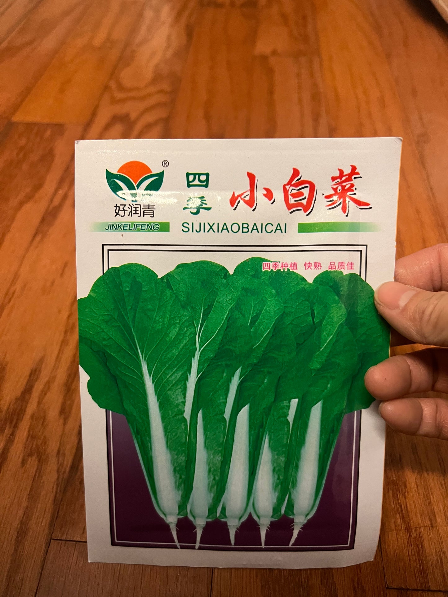 小白菜,白梗快菜,四季可以种