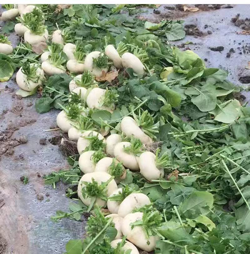 白玉盘菜500粒,夏末秋初种植