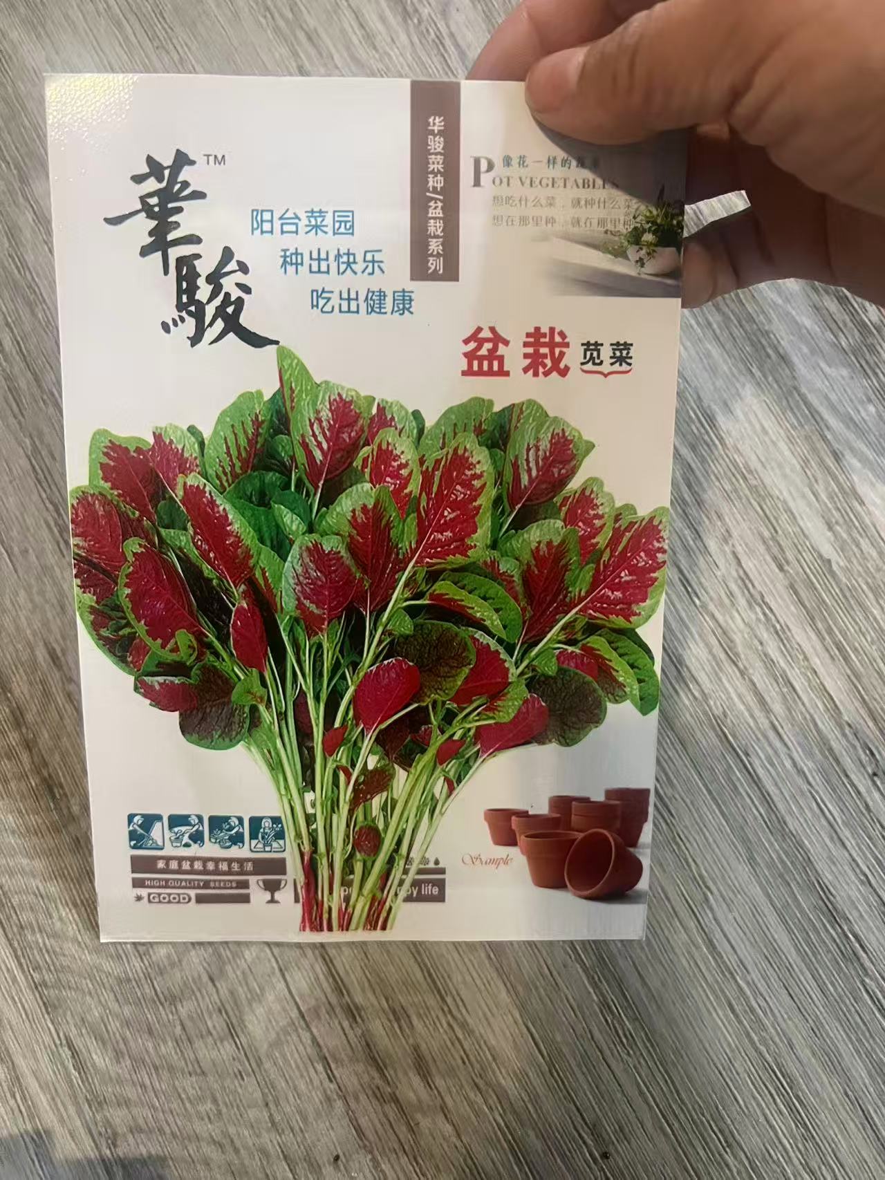 盆栽红苋菜