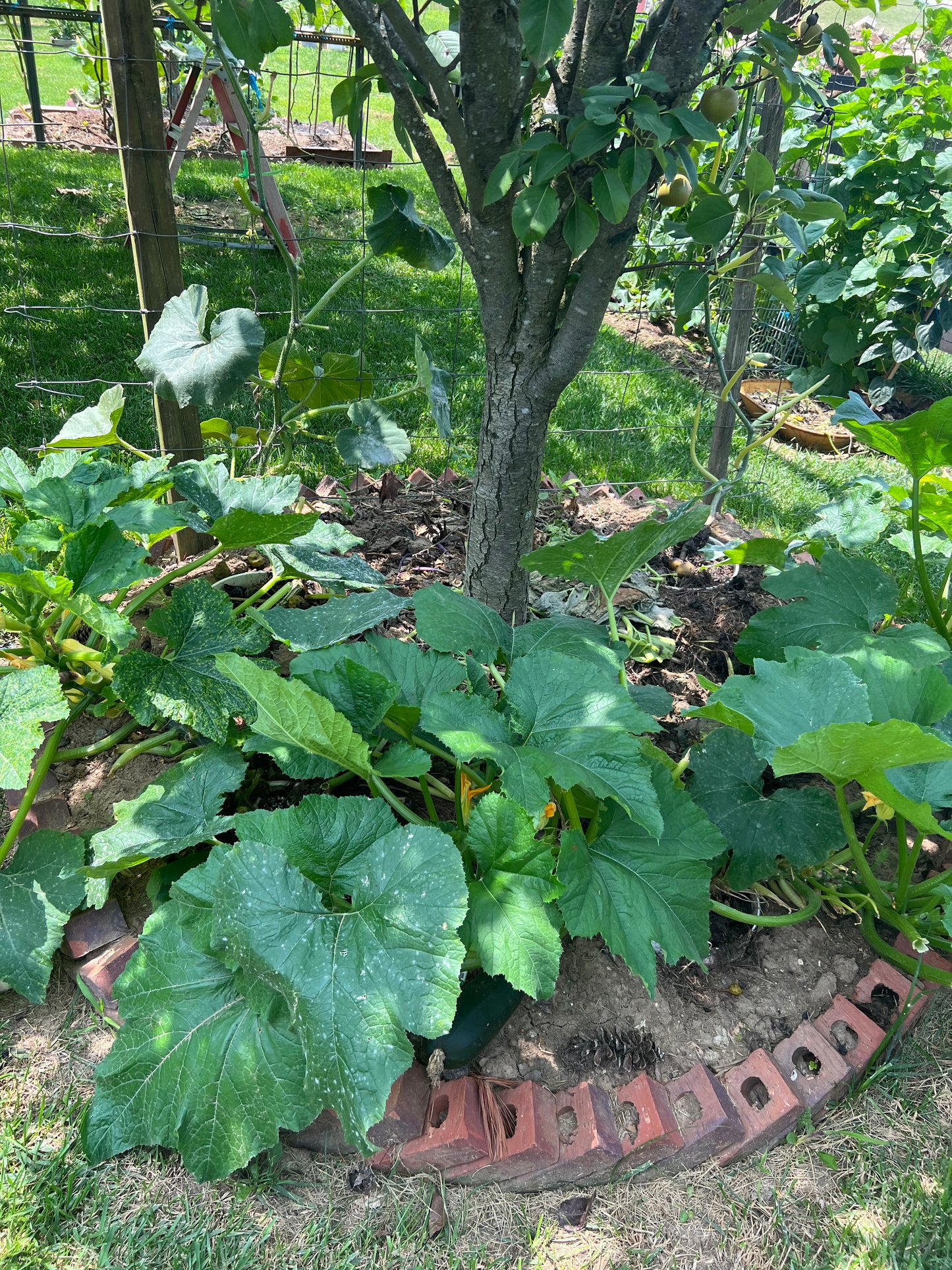 3款西葫芦10粒,春夏播种,60-80天收成