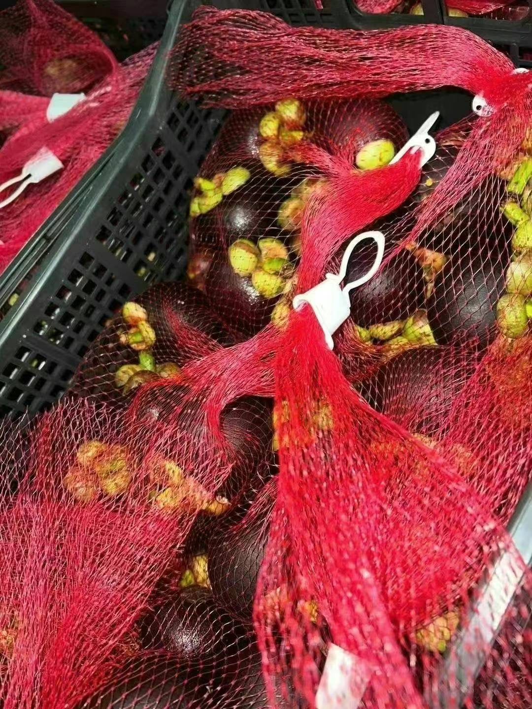 墨西哥山竹,15磅