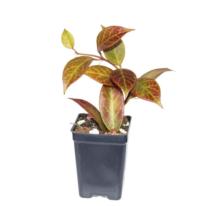 日出球兰10厘米