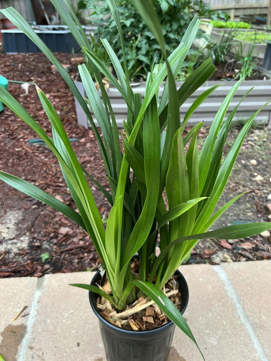 青苗樱花杂交兰花