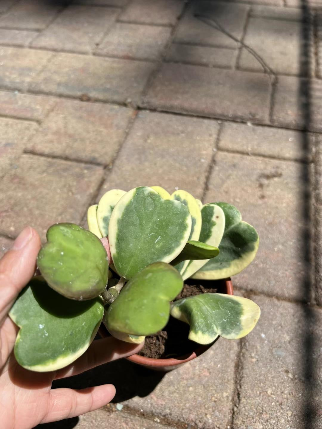 花叶心形🧡球兰,45美元包邮