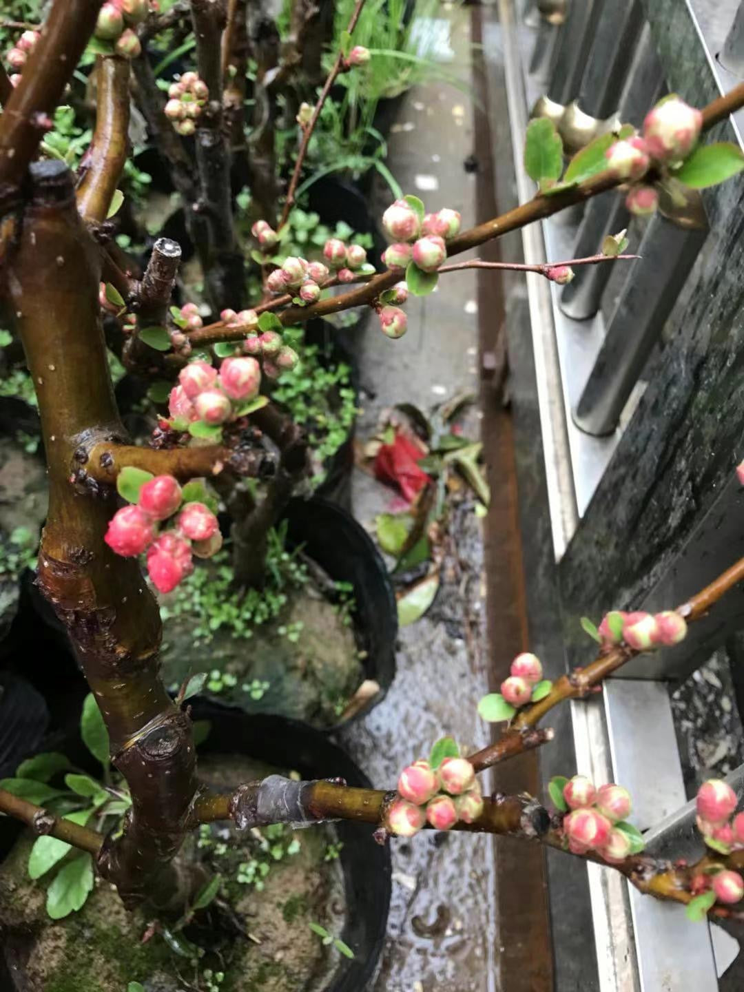 复瓣双色海棠老桩