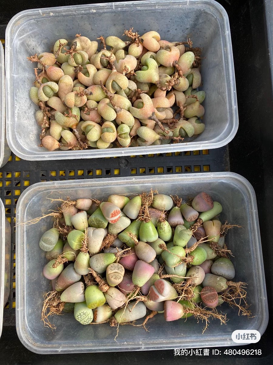 混色生石花,10粒