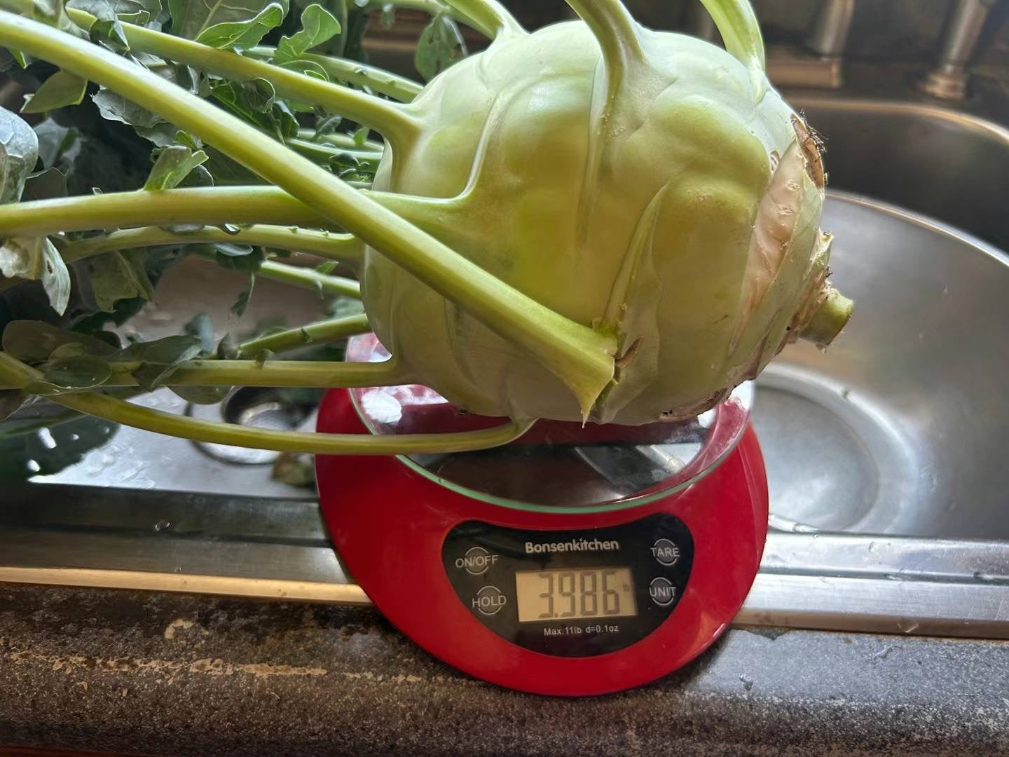 胚兰,光头芥,红甜菜