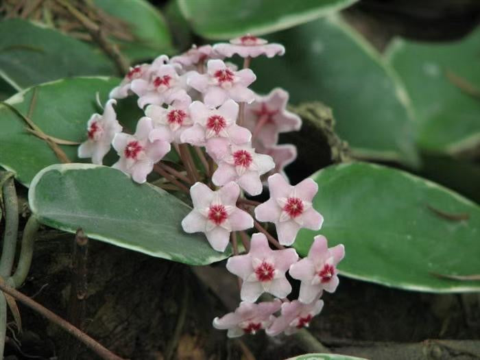 白缘球兰10厘米