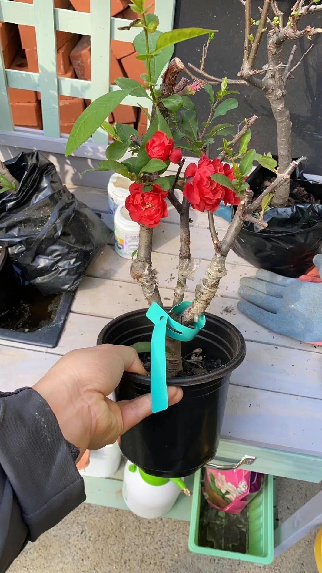 日本复瓣长寿罐红海棠