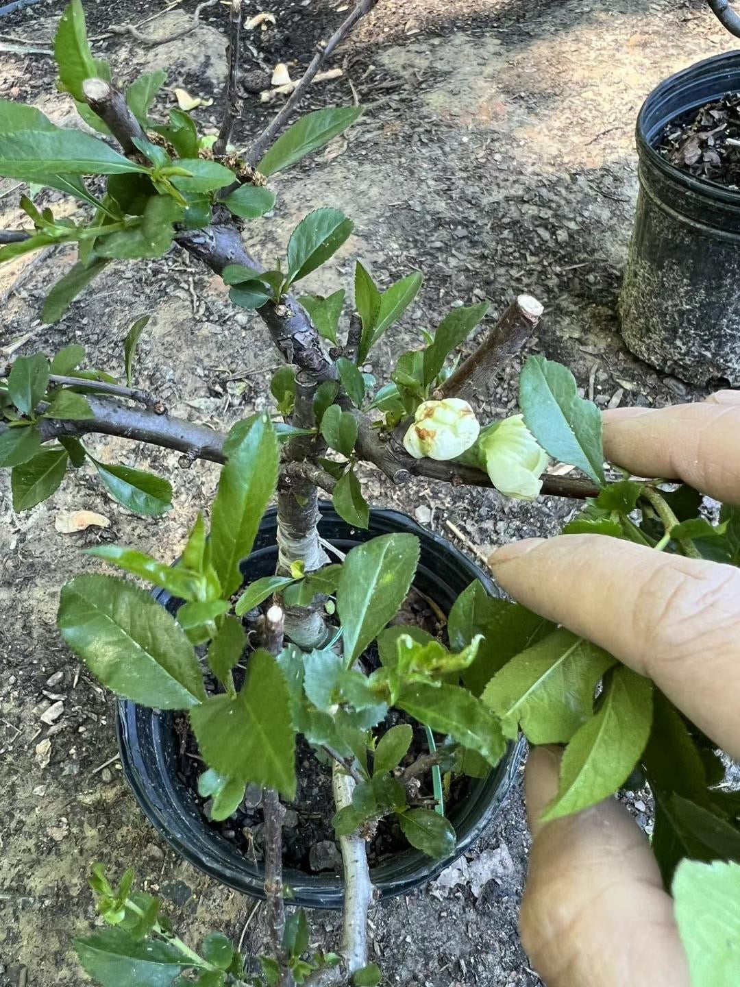 复瓣绿宝石海棠