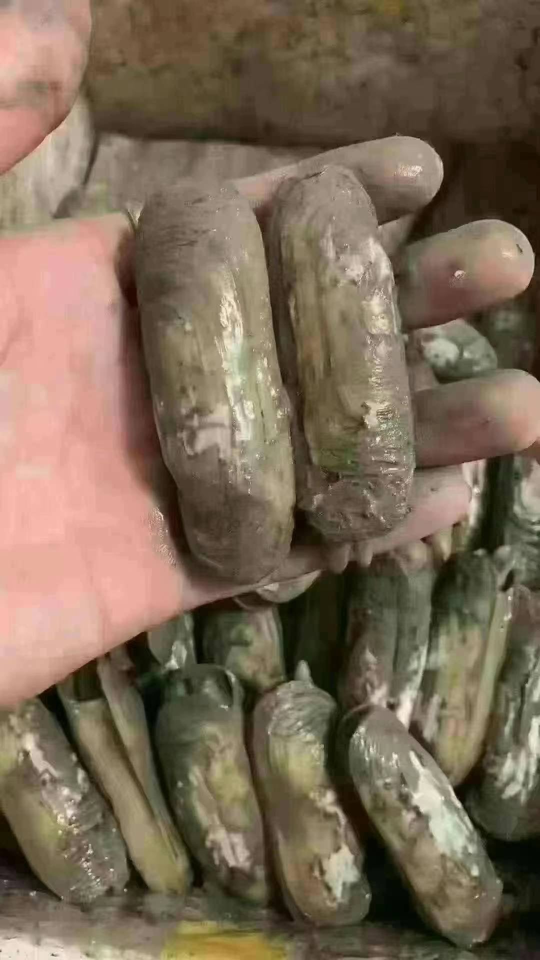 中国空运活蛏,3磅 li