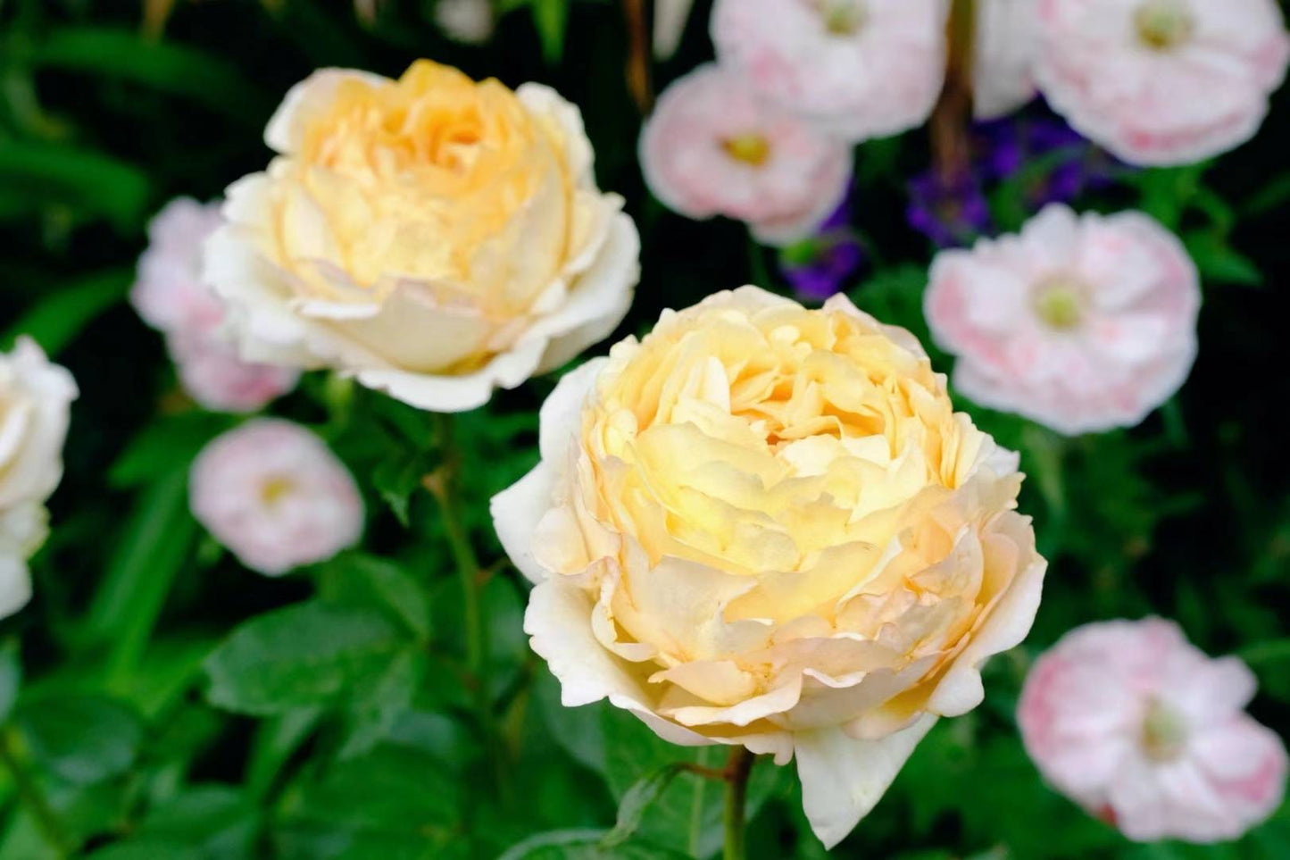 伊芙金伯爵