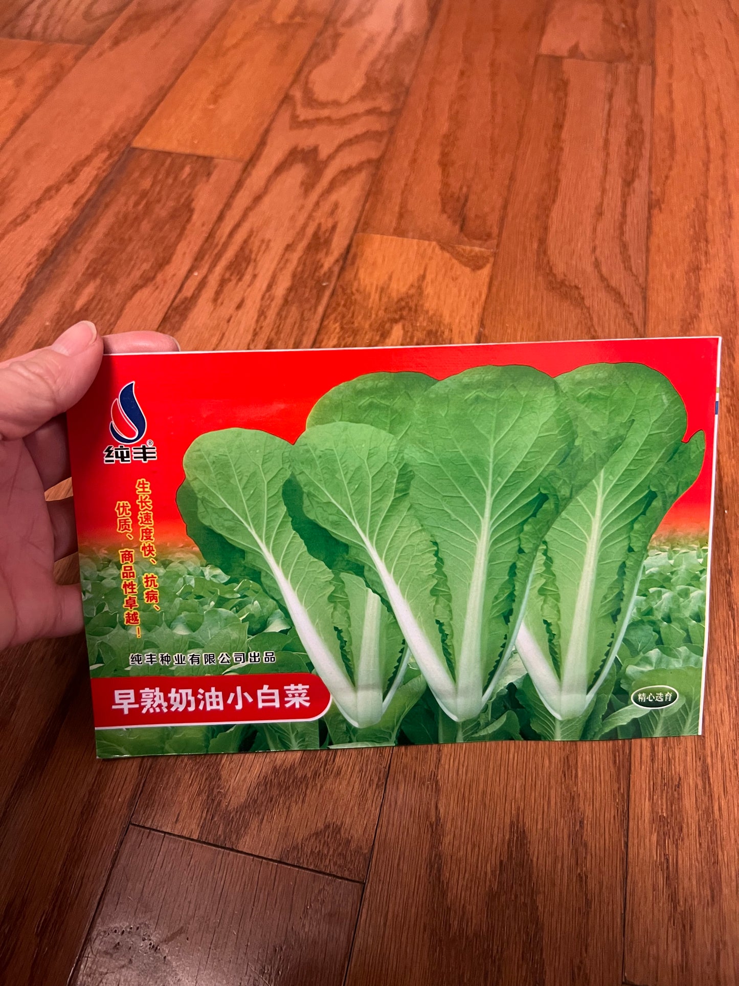 小白菜，白梗快菜，四季可以种