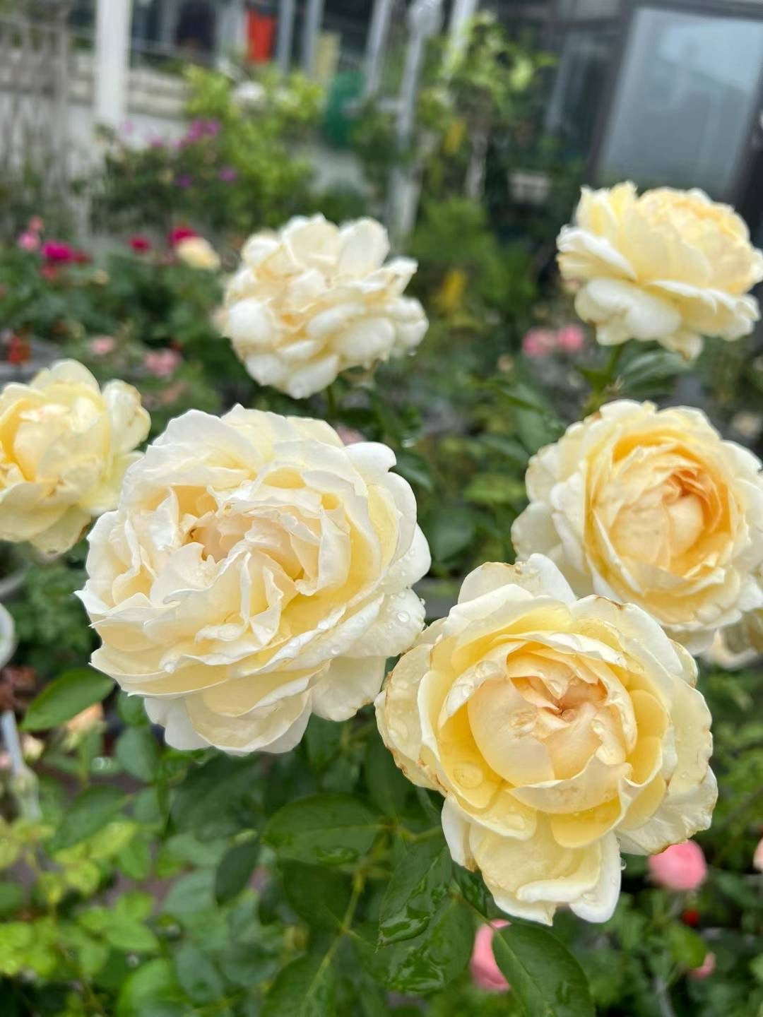 伊芙象牙伯爵～[愉快]～ 
   又大又美！…