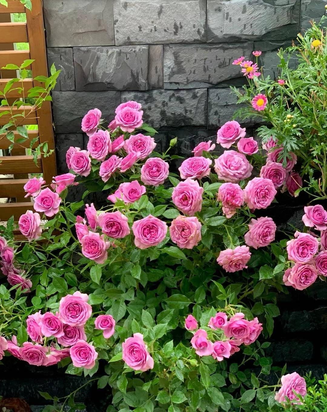薰衣草门廊