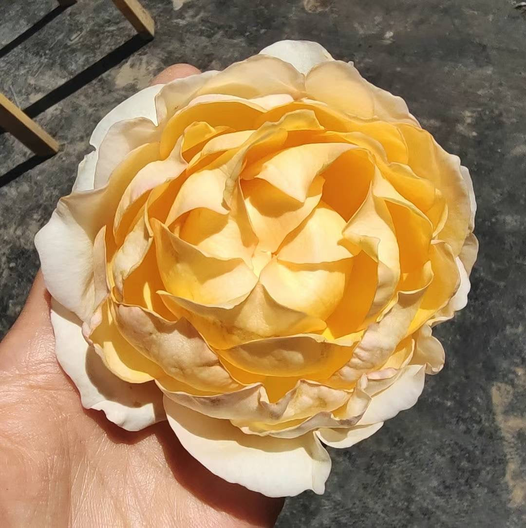 伊芙象牙伯爵～[愉快]～ 
   又大又美！…