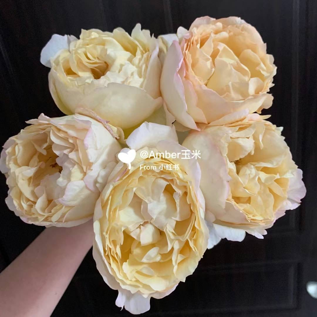 伊芙象牙伯爵～[愉快]～ 
   又大又美！…