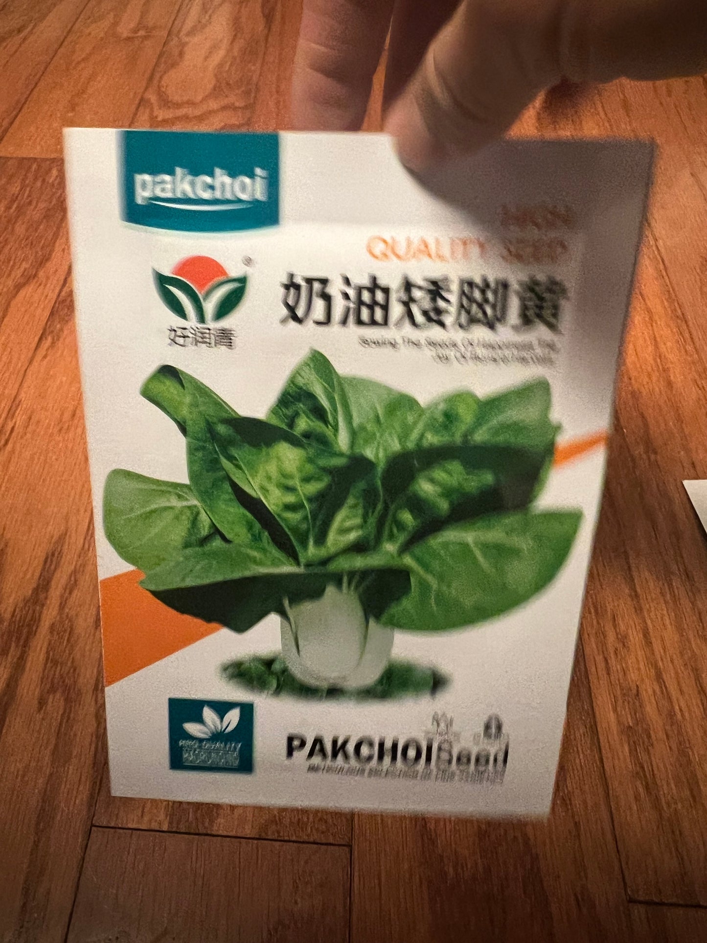 小白菜，白梗快菜，四季可以种