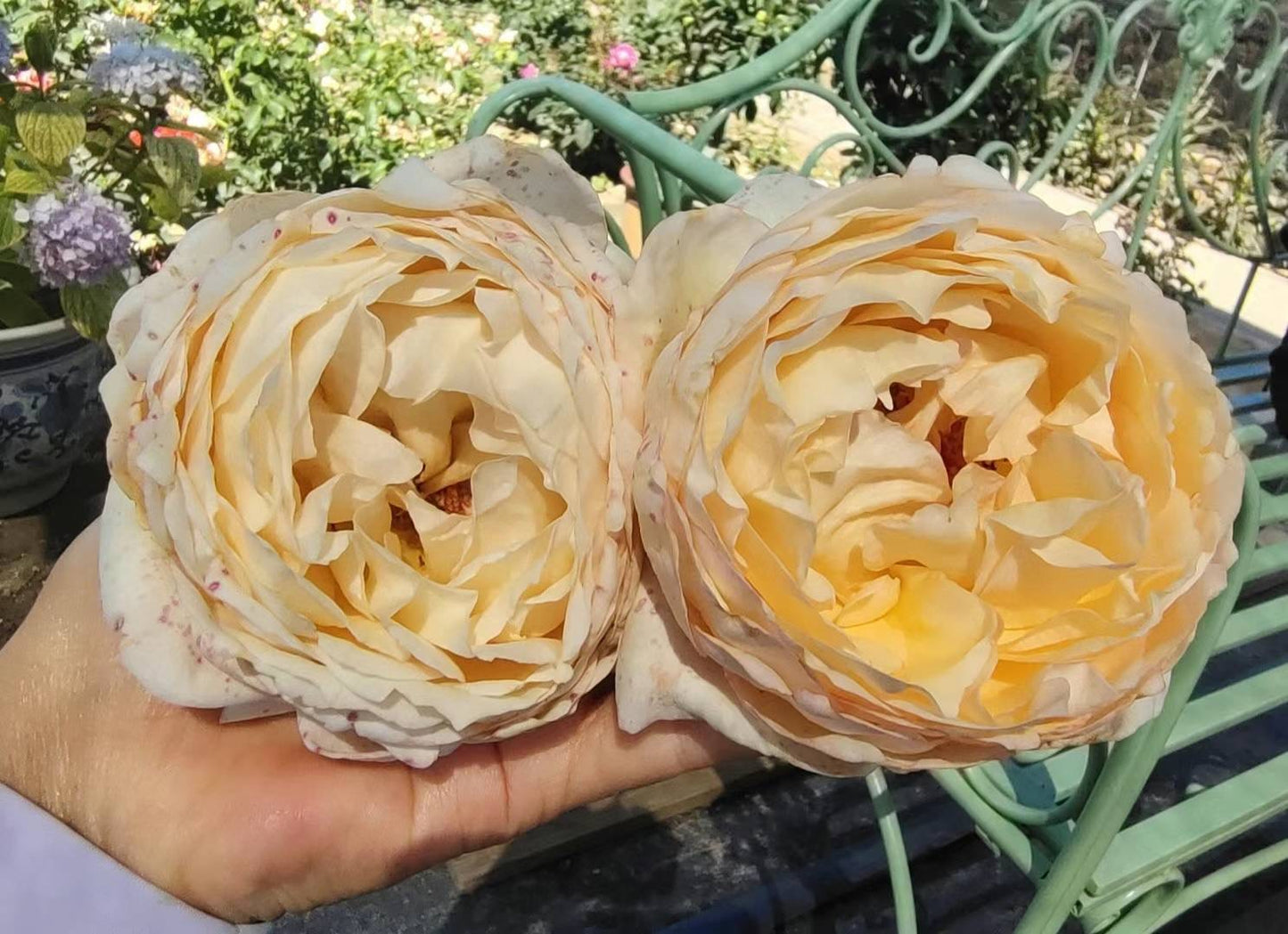 伊芙象牙伯爵～[愉快]～ 
   又大又美！…