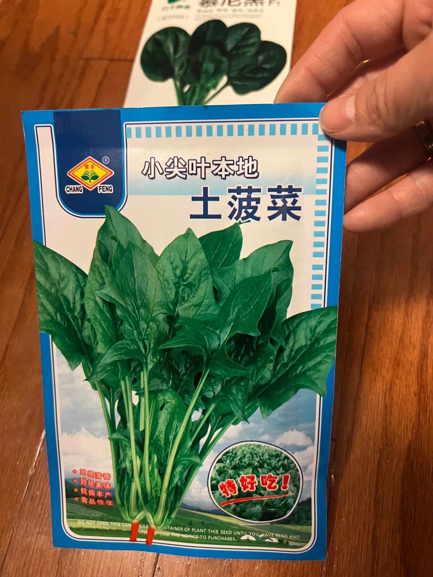 四季菠菜，50天收成，春夏秋都可以播种