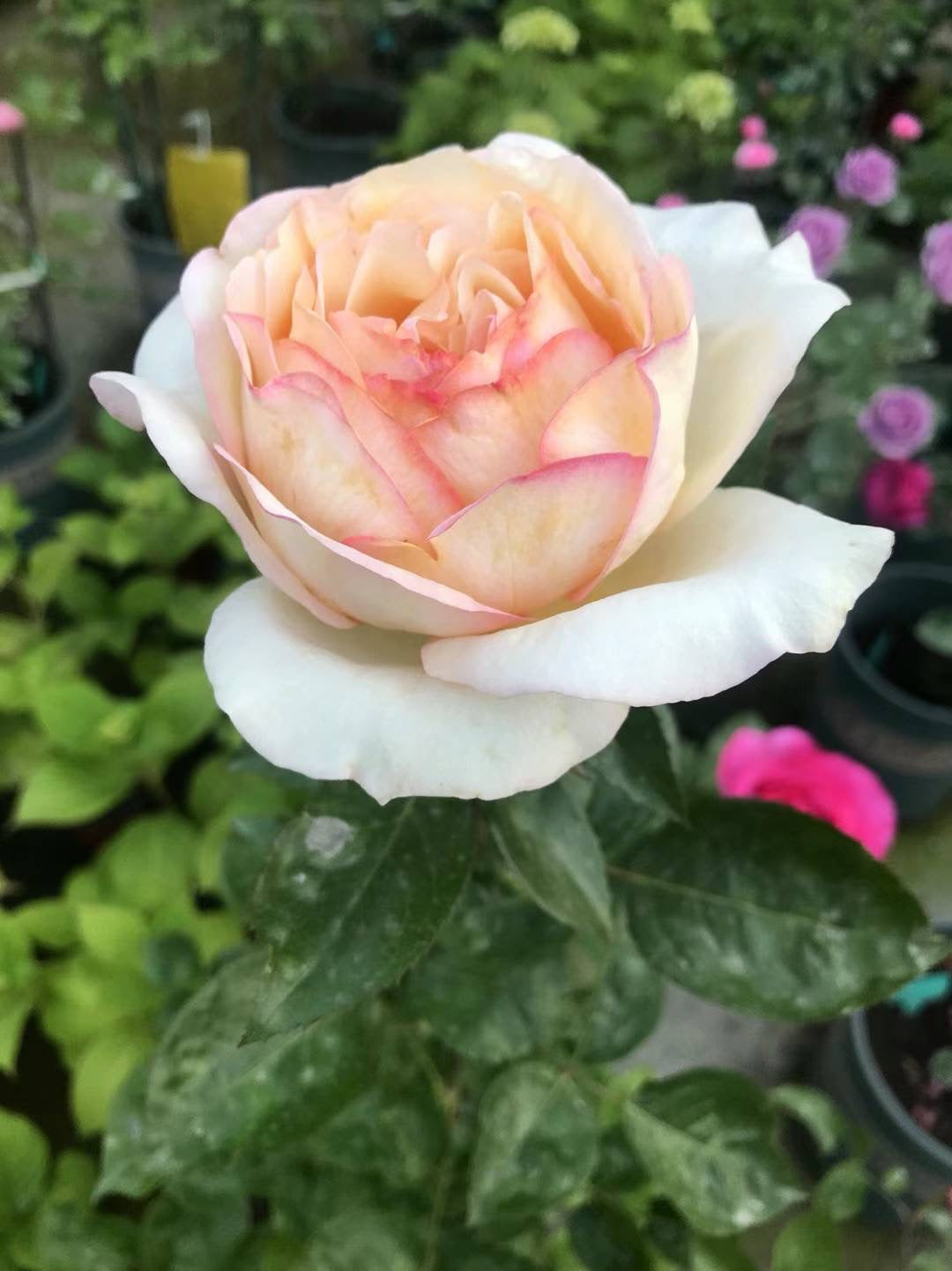 伊芙象牙伯爵～[愉快]～ 
   又大又美！…