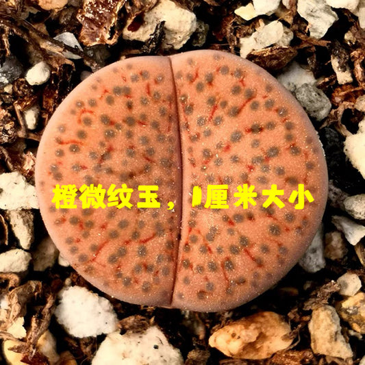 9粒混色小可爱，生石花，灯泡，