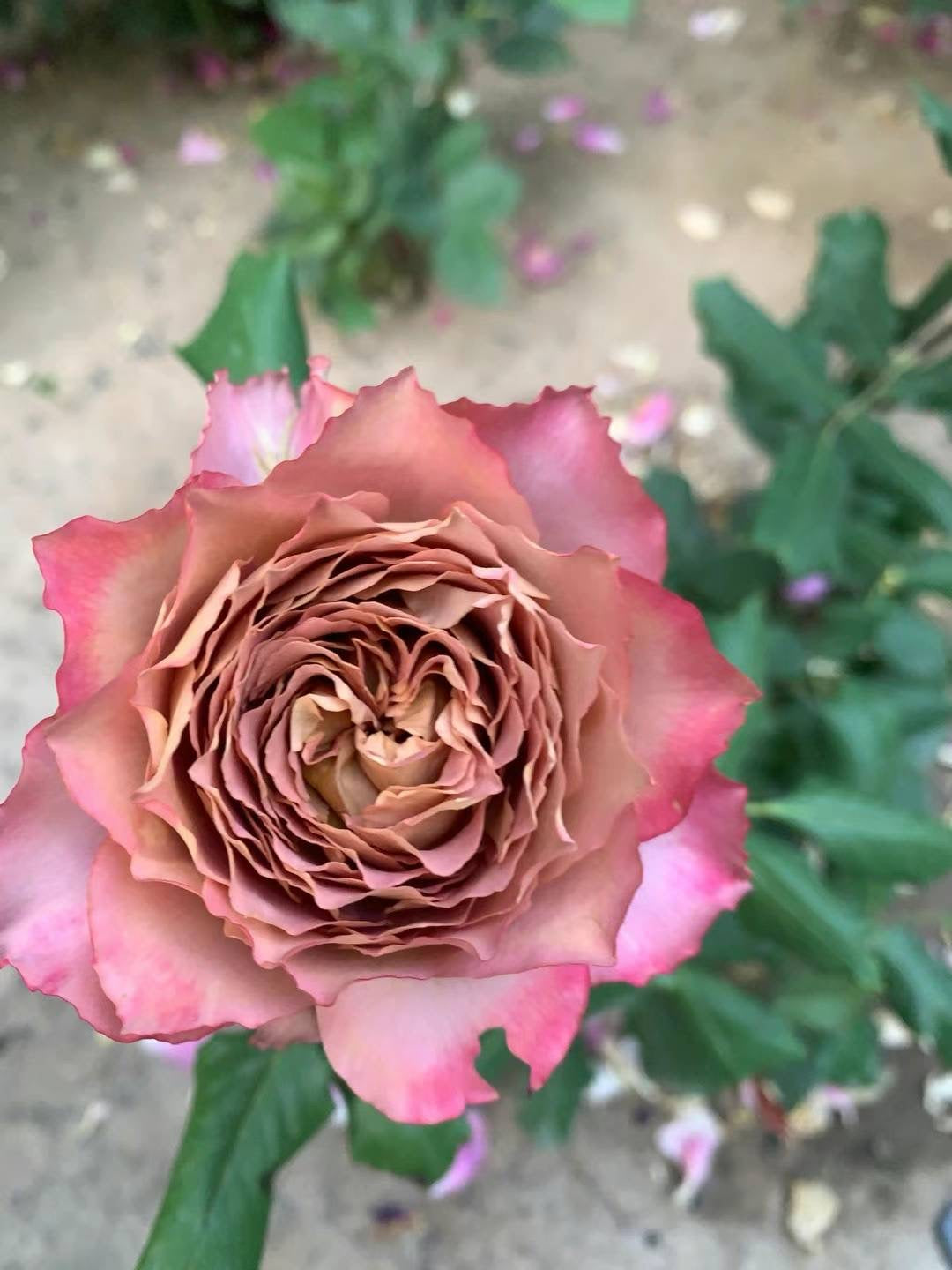 英伦节拍/ 清茶 - 🇯🇵今井清的～