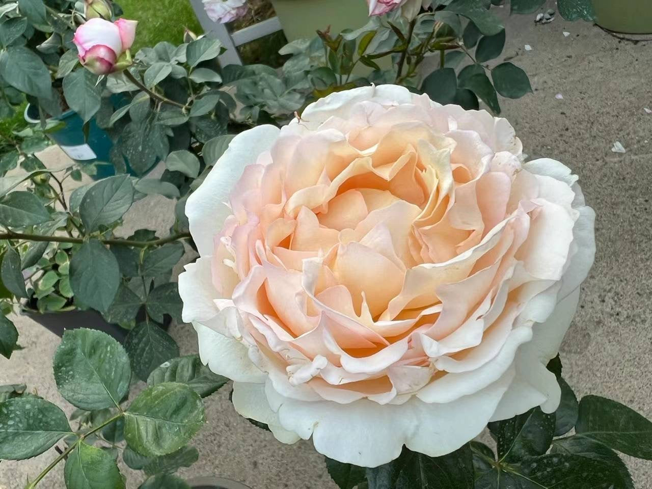 伊芙金伯爵
