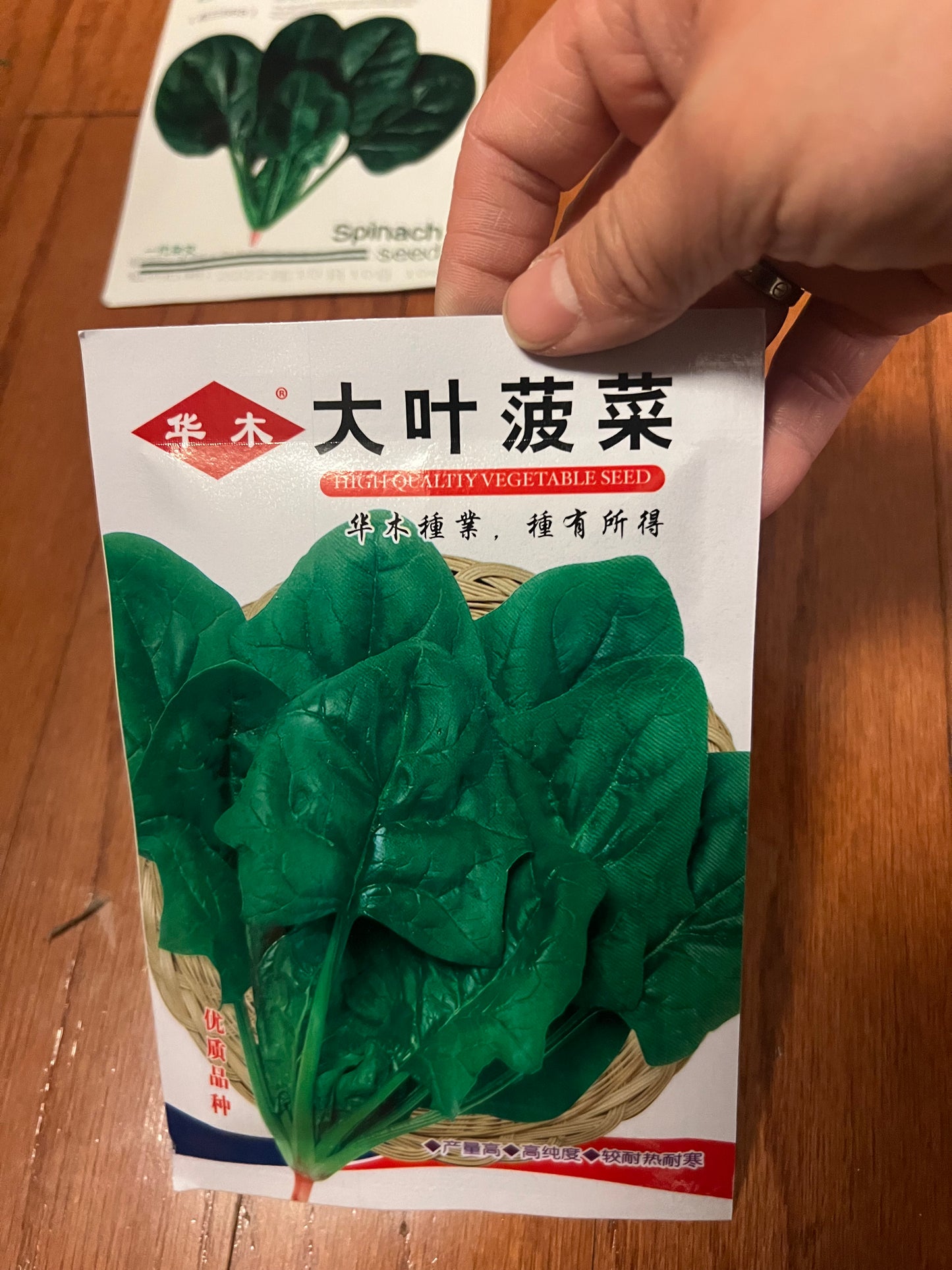 四季菠菜，50天收成，春夏秋都可以播种