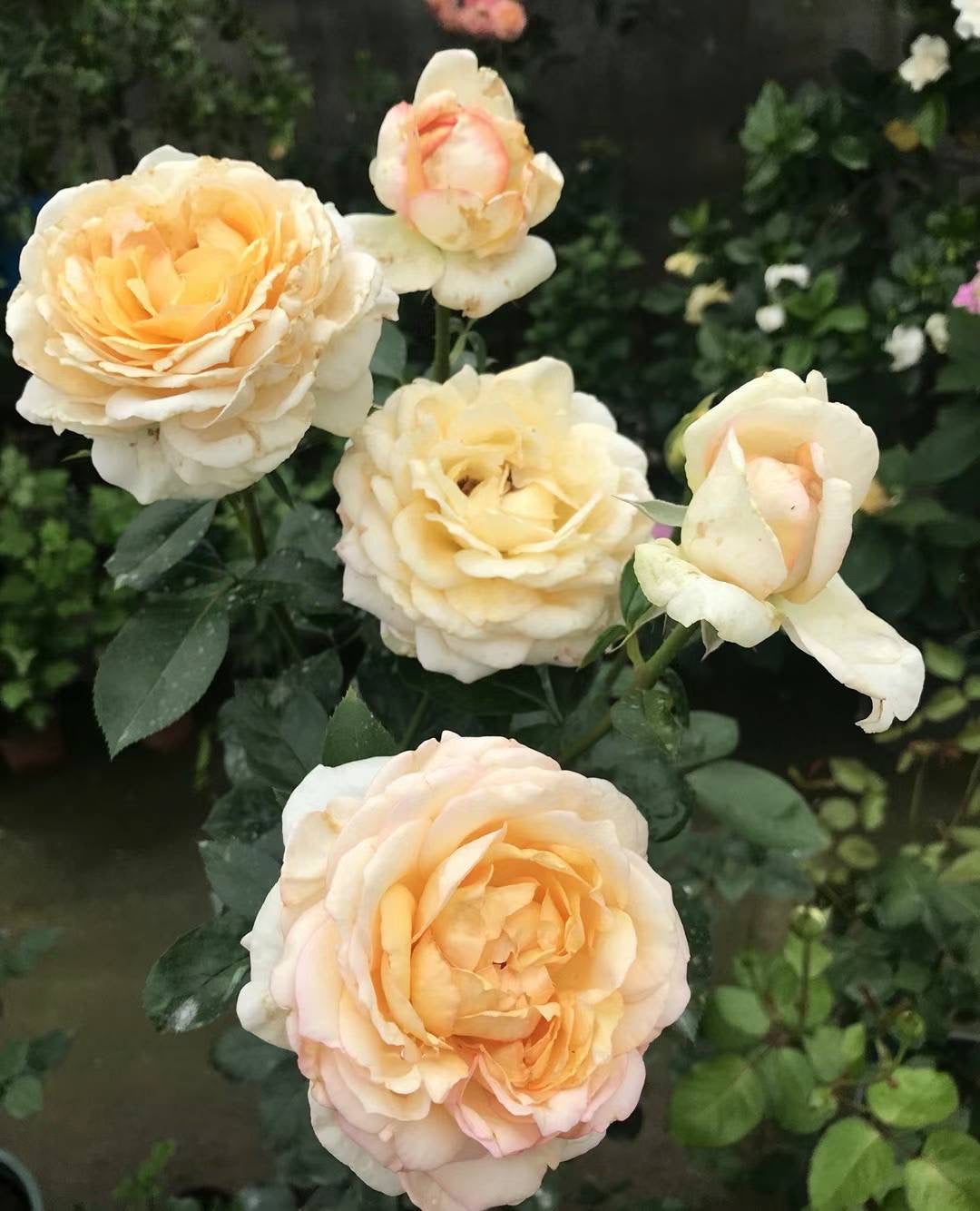 伊芙象牙伯爵～[愉快]～ 
   又大又美！…