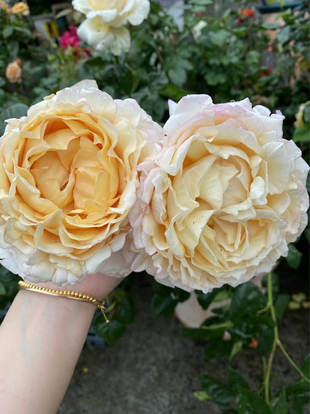 伊芙金伯爵
