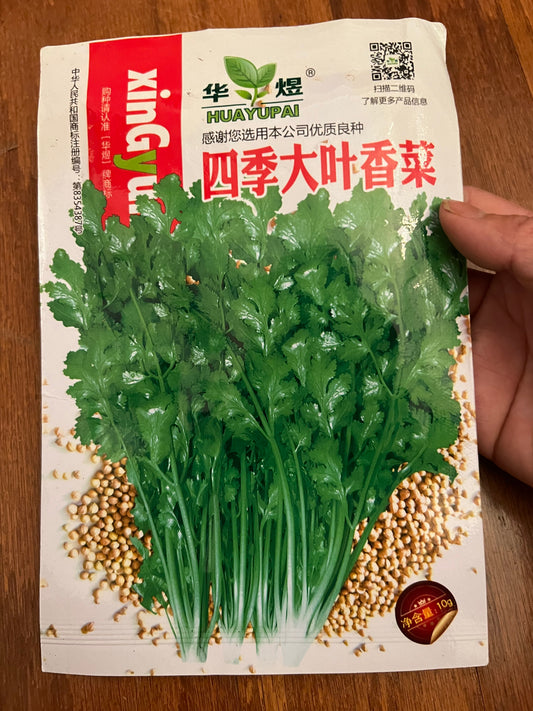 四季大叶香菜500粒