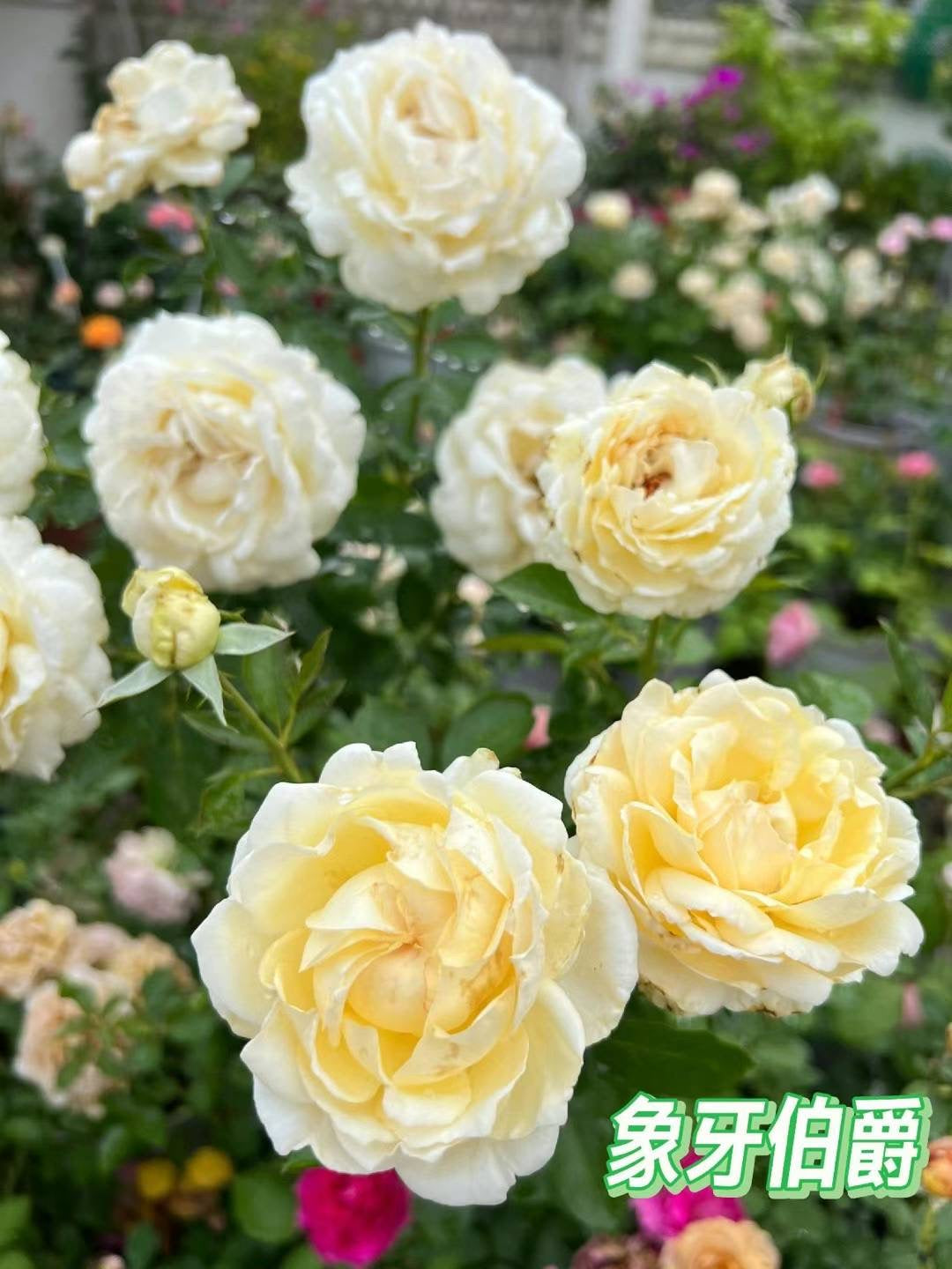 伊芙象牙伯爵～[愉快]～ 
   又大又美！…