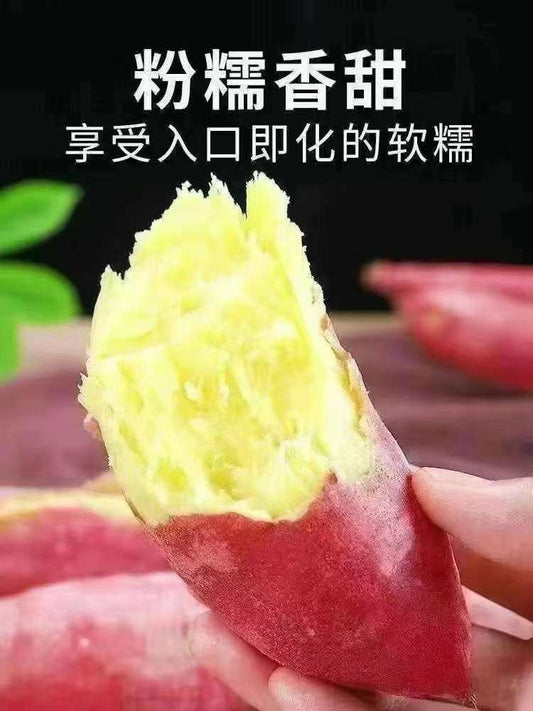 板栗红薯，40磅