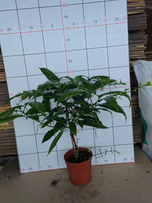 垂丝茉莉棒棒糖状