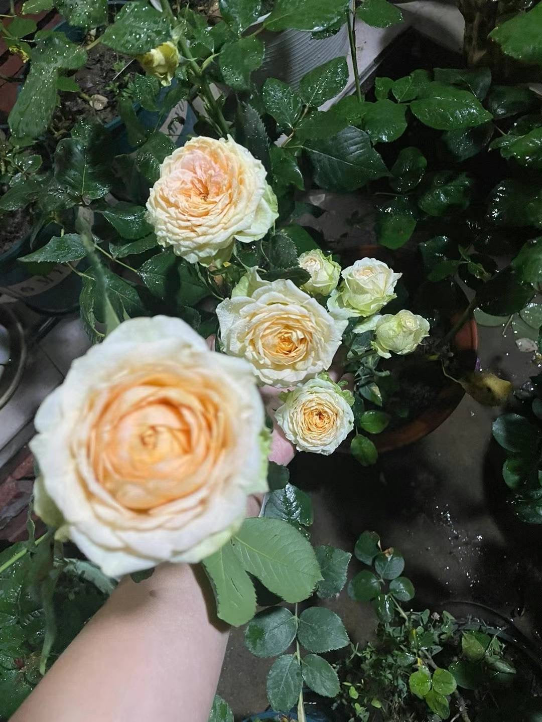 伊芙象牙伯爵～[愉快]～ 
   又大又美！…