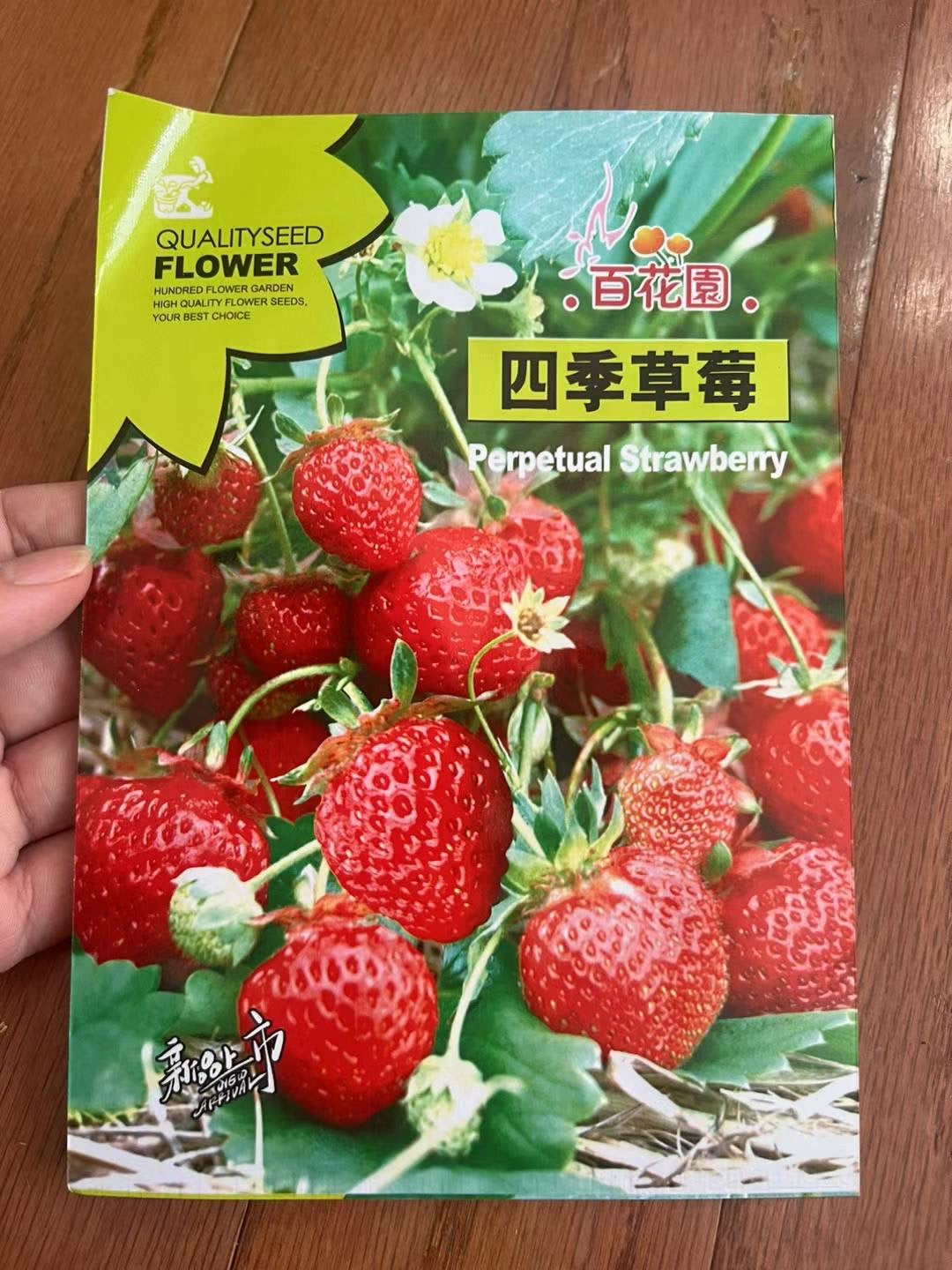 四季红草莓，