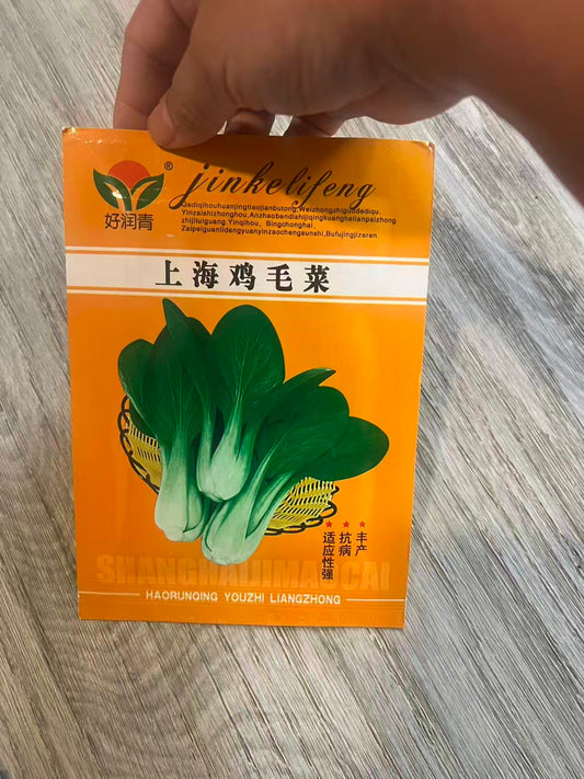 上海鸡毛菜